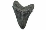 Serrated, Fossil Megalodon Tooth - South Carolina #299425-1